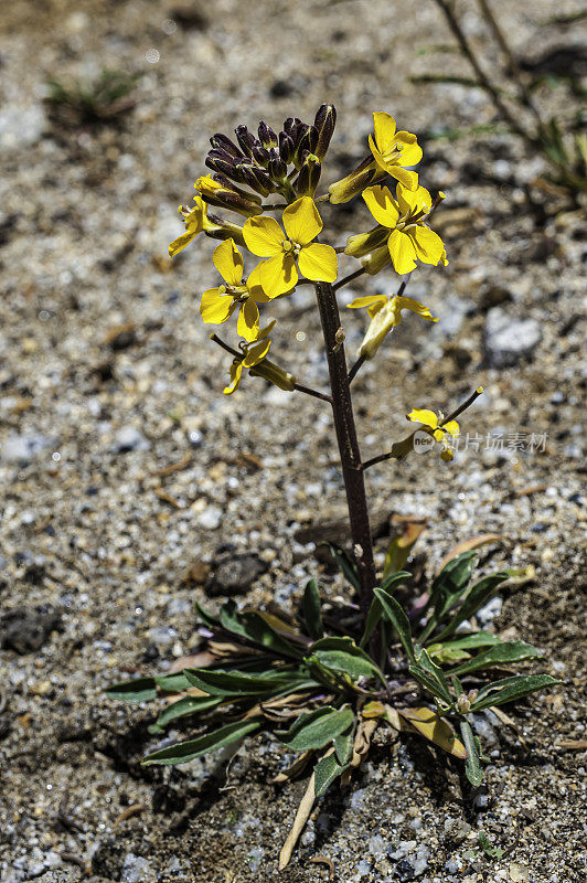 头状Erysimum capitatum是一种墙花，通常被称为沙丘墙花，西部墙花，或草原火箭。头状Erysimum capitatum变种头状。加州约塞米蒂国家公园。